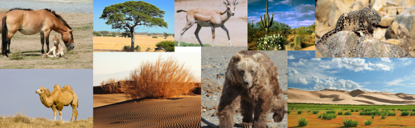 Wildlife - The Gobi Desert
